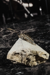 Трилобит Walliserops trifurcatus