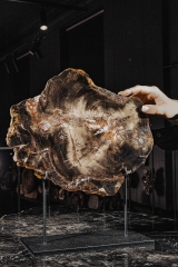 Окаменелое дерево Araucarioxylon sp.