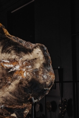 Окаменелое дерево Araucarioxylon sp.
