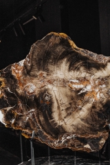 Окаменелое дерево Araucarioxylon sp.
