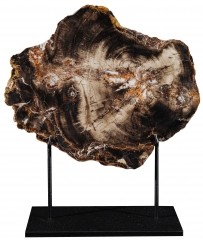 Окаменелое дерево Araucarioxylon sp.