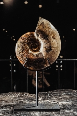 Аммонит Cleoniceras sp.