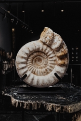 Аммонит Kranaosphictes sp.