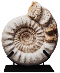 Аммонит Kranaosphictes sp.