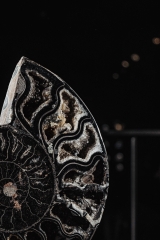 Аммонит Cleoniceras sp.