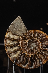 Аммонит Cleoniceras sp.