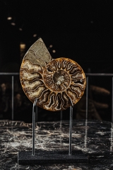 Аммонит Cleoniceras sp.
