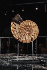 Аммонит Cleoniceras sp.