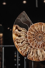 Аммонит Cleoniceras sp.