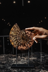 Аммонит Cleoniceras sp.