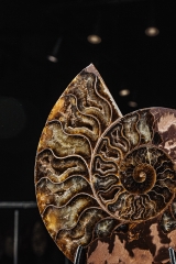 Аммонит Cleoniceras sp.