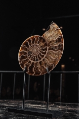 Аммонит Cleoniceras sp.