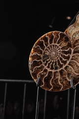 Аммонит Cleoniceras sp.