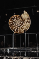 Аммонит Cleoniceras sp.
