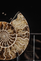 Аммонит Cleoniceras sp.