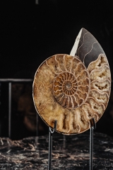 Аммонит Cleoniceras sp.