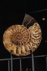 Аммонит Cleoniceras sp.