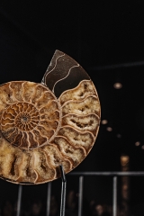 Аммонит Cleoniceras sp.