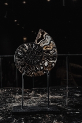 Аммонит Cleoniceras sp.