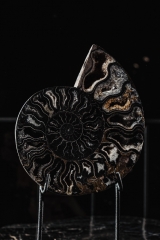 Аммонит Cleoniceras sp.