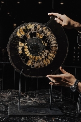 Аммонит Speetoniceras versicolor