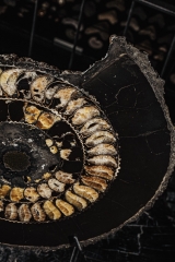Аммонит Speetoniceras versicolor