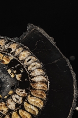 Аммонит Speetoniceras versicolor