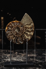 Аммонит Cleoniceras sp.