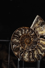 Аммонит Cleoniceras sp.