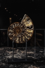 Аммонит Cleoniceras sp.