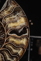 Аммонит Cleoniceras sp.
