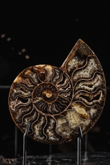 Аммонит Cleoniceras sp.