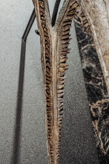 Череп ихтиозавра Platypterigius sp.