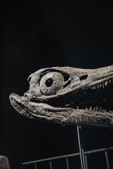 Череп ихтиозавра Platypterigius sp.