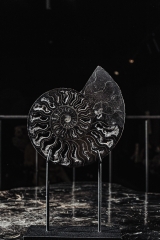 Аммонит Cleoniceras sp.