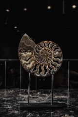 Аммонит Cleoniceras sp.