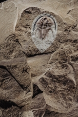 Трилобит Olenellus gilberti