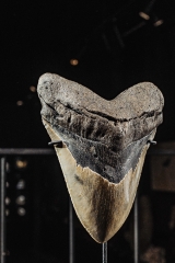 Зуб мегалодона 13,1 см