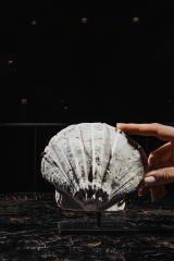 Морской гребешок Gigantopecten sp.