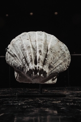 Морской гребешок Gigantopecten sp.