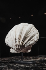 Морской гребешок Gigantopecten sp.