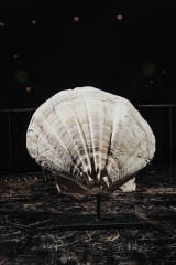 Морской гребешок Gigantopecten sp.