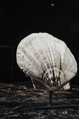 Морской гребешок Gigantopecten sp.