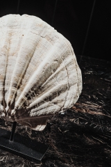 Морской гребешок Gigantopecten sp.