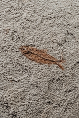Рыба Knightia eoceana