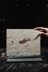 Рыба Knightia eoceana