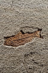 Рыба Knightia eoceana