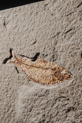 Рыба Diplomystus dentatus