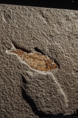 Рыба Diplomystus dentatus