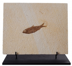 Рыба Knightia eoceana